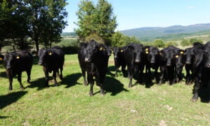 ganadería de vacas sostenible