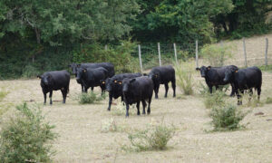 carne de vaca sostenible