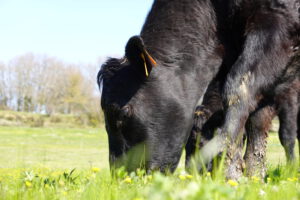 carne de vaca ecológica