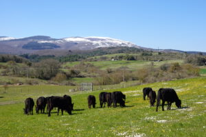 razas de vacas